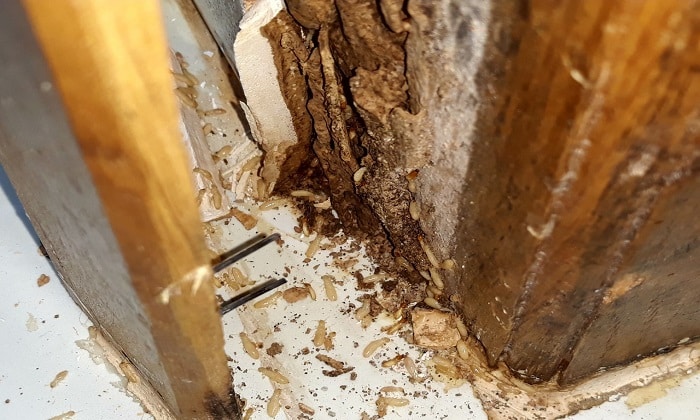 sửa chữa cửa gỗ bị mối mọt